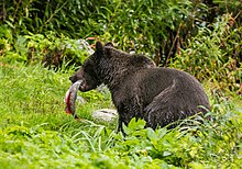 Oso pardo en el Parque Estatal de Recreo del Lago Chilkoot, Haines, Alaska, Estados Unidos.