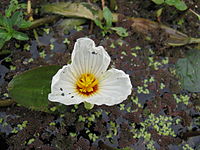 O. ovalifolia