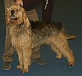 Otterhound, liver & tan