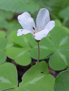 Oxalis oregana 002.jpg