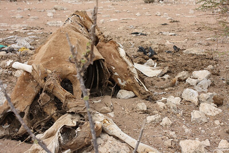 File:Oxfam East Africa - Animal carcass in Kulaley village.jpg