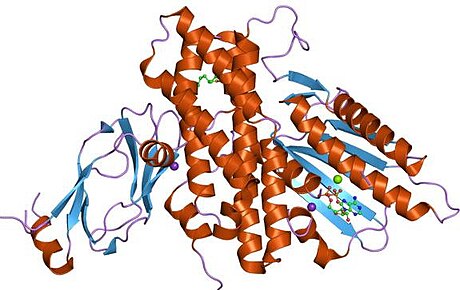 Dihydrolipoyl transacetylase