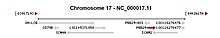 Location of PRR29 gene relative to its neighbors PRR29 Location.jpg