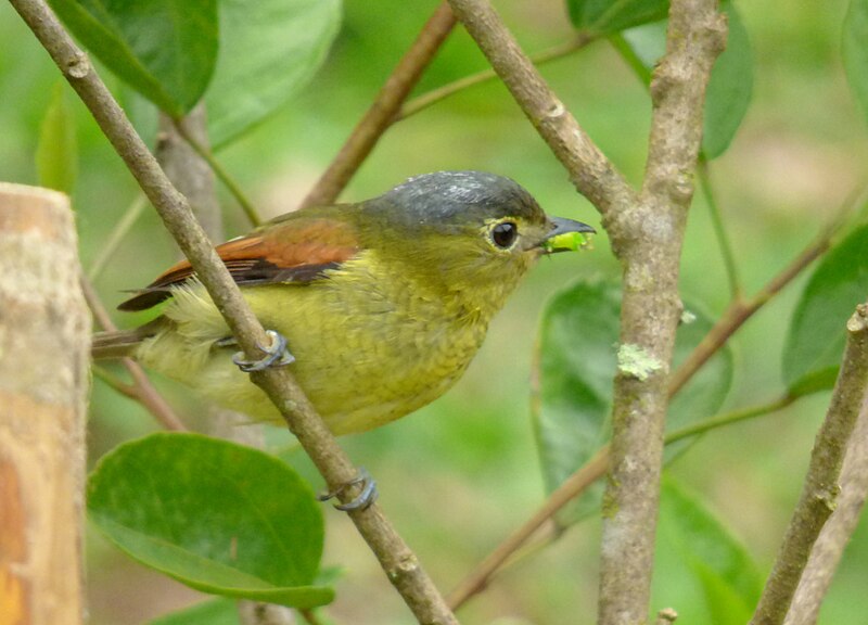 File:Pachyramphus versicolor (Cabezón barrado) - Hembra (16826480268).jpg