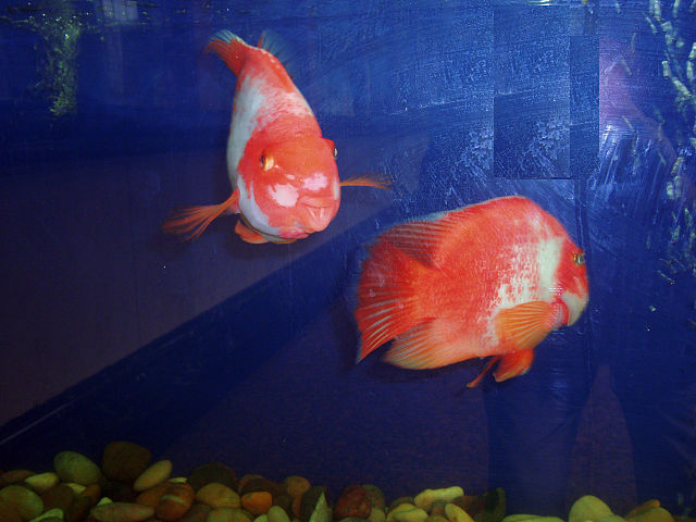https://upload.wikimedia.org/wikipedia/commons/thumb/a/a1/Pair_of_blood_parrot_cichlids.jpg/640px-Pair_of_blood_parrot_cichlids.jpg