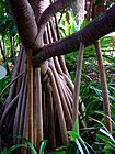 Pandanus utilis.jpg