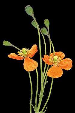 Papaver aculeatum 5Dsr 8976.jpg