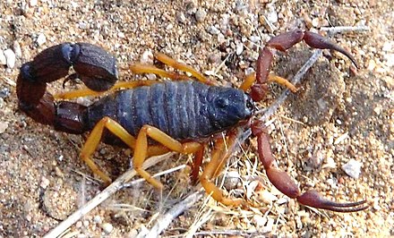 Скорпион планета. Parabuthus villosus. Скорпион Parabuthus. Villosus Скорпион. Parabuthus Maximus.