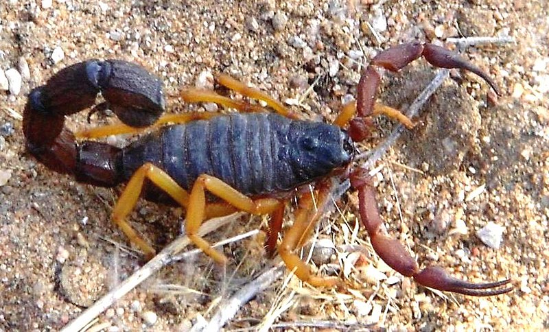 parabuthus transvaalicus