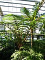 Cyathea spp.