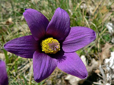 Pulsatilla vulgaris