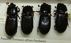 Passalus affinis sjh.jpg