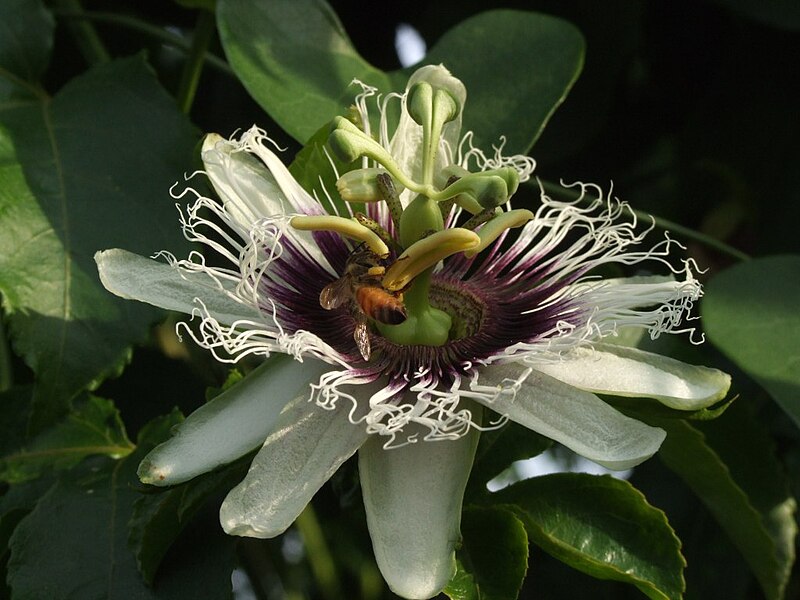 File:Passiflora 'maracuja' - D7-11-4922.jpg