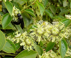 <center>Passiflora auriculata</center>