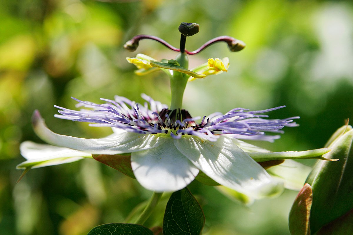 Flower 5. Традесканция Церулеа плена.