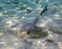 Cowtail stingray on a sand flat. Pastinachus sephen.jpg