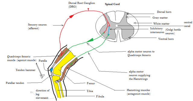 where to check deep tendon reflexes