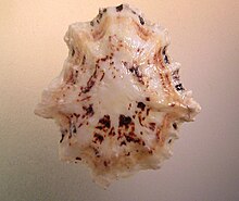 Patelloida saccharinoides 002.jpg 