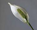 * Nomination The flower of a Peace Lily (Spathiphyllum wallisii). --W.carter 18:29, 5 March 2017 (UTC) * Promotion Even better than the other one --Daniel Case 03:02, 6 March 2017 (UTC)