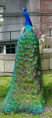 Peacock (Pavo cristatus), ♂