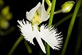 Pecteilis radiata