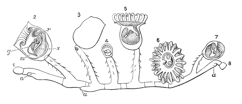 File:Pedicellina cernua 001.png