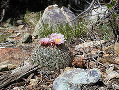 Description de l'image Pediocactus simpsonii.jpg.