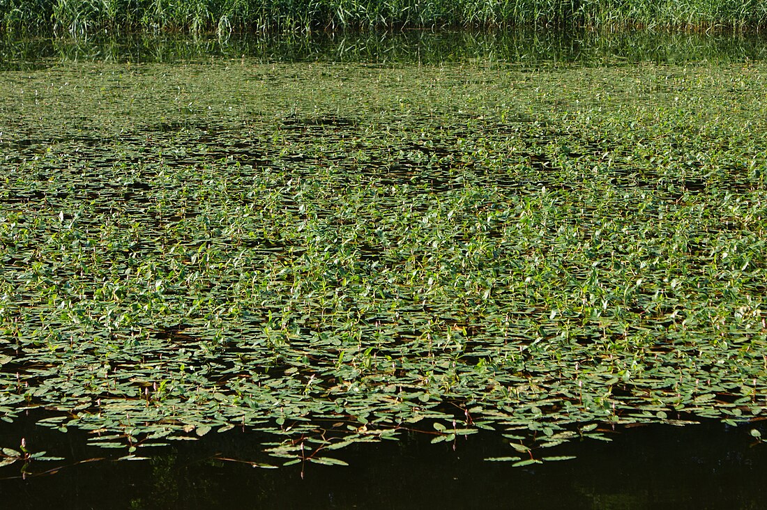 File:Persicaria amphibia kz3.jpg