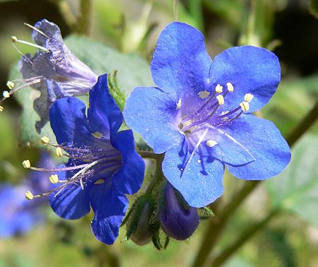 Phacelia parryi flower 2.jpg