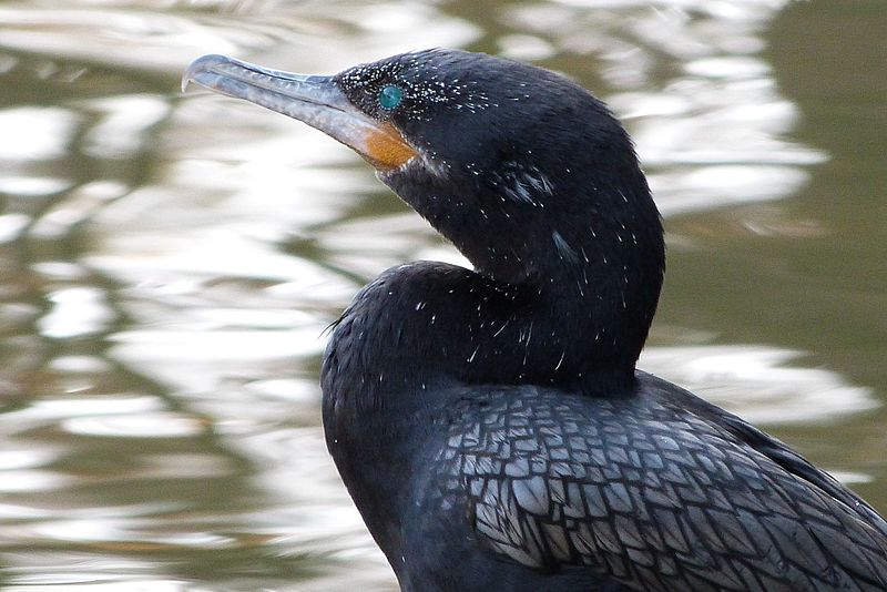 File:Phalacrocorax brasilianus (Biguá)1.jpg