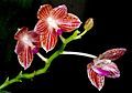 Phalaenopsis javanica