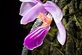 Phalaenopsis zhanhuoana