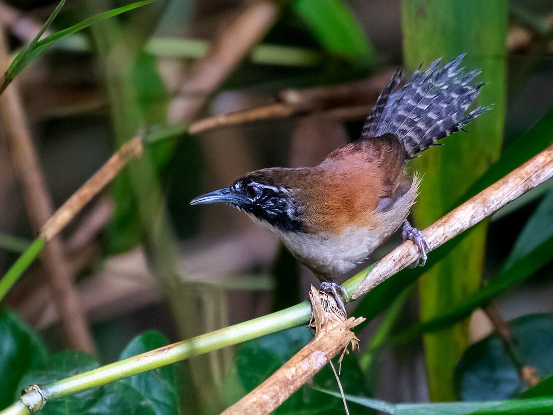 Pheugopedius coraya