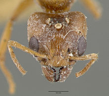 Philidris pubescens castype06971 kepala 1.jpg