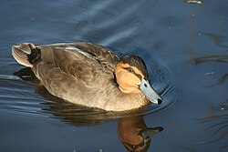 Philippine duck, Anas luzonica Philippine duck.jpg