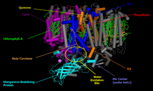 Magnesium Center in Cyanobacterial photosystem II. Incorporation of manganese sparked evolution of complex plant life. Photosystem-II 2AXT.PNG