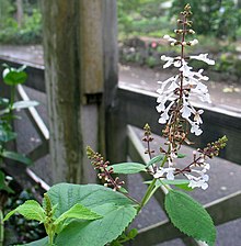 Phyllostegia mollis (5249525651).jpg