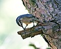 Vignette pour Liste des oiseaux en France métropolitaine