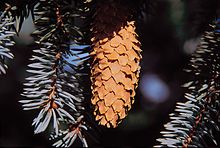 Picea pungens cone.jpg