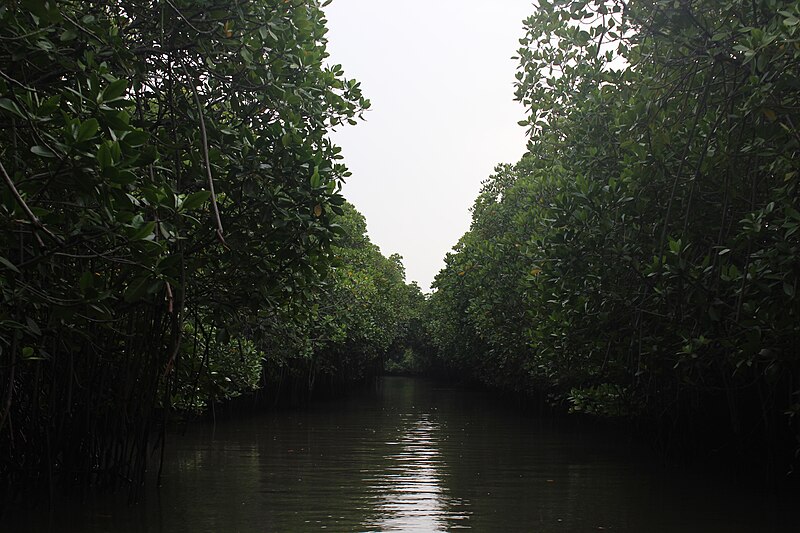 File:Pichavaram Mangrove Forest 15.JPG