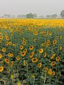 Sunflower Blooms in village