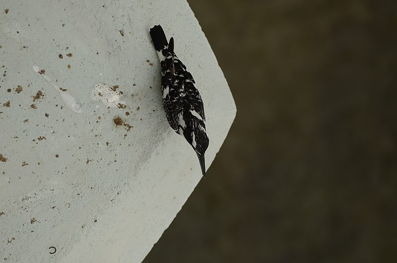 File:Pied kingfisher (Ceryle rudis) from Kallanai JEG9841.jpg