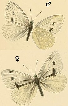 Pieris tadjika male (above) and female (below) Pieris tadjika.jpg