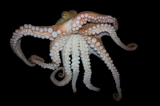 How do you introduce an octopus to his new home? Carefully.