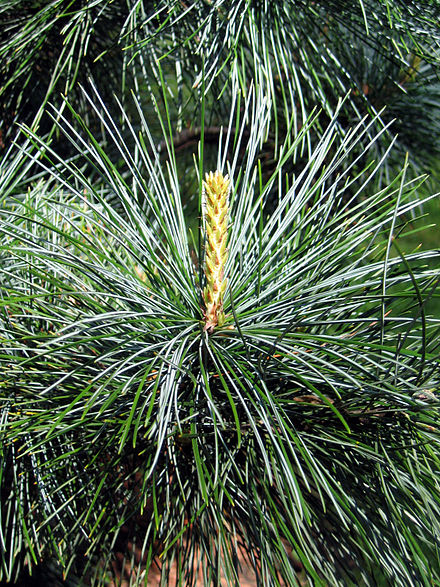 Pinus koraiensis