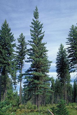 Pinus monticola Idaho3.jpg