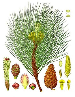Pinus_nigra_-_K%C3%B6hler%E2%80%93s_Medizinal-Pflanzen-242.jpg