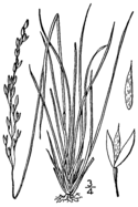 Piptatheropsis pungens (as Oryzopsis pungens) BB-1913.png