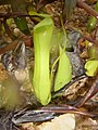 Bekerplant op Galang (Nepenthes gracilis)