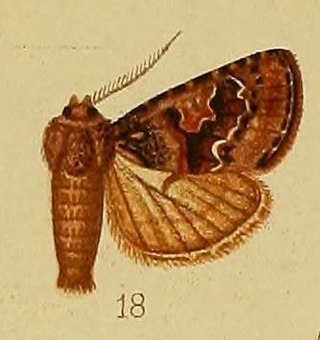 <i>Rhodochlaena</i> Genus of moths